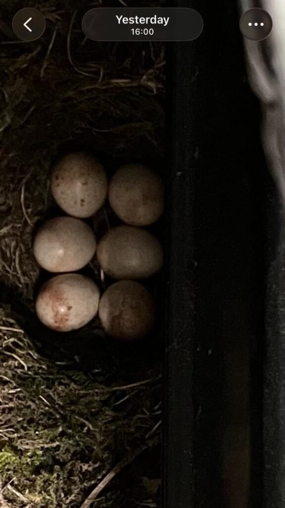 Nuthatches have moved in 1 6a419cc2 6d74 41f1 b186 64ba64764ea9