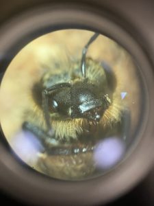 Bee down a microscope
