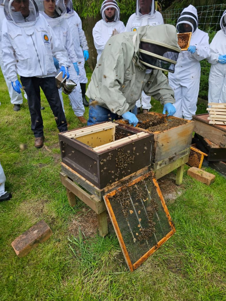 Transfering the bees