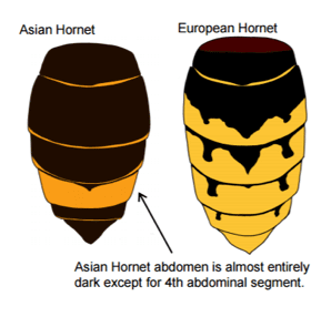 Asian vs European hornet