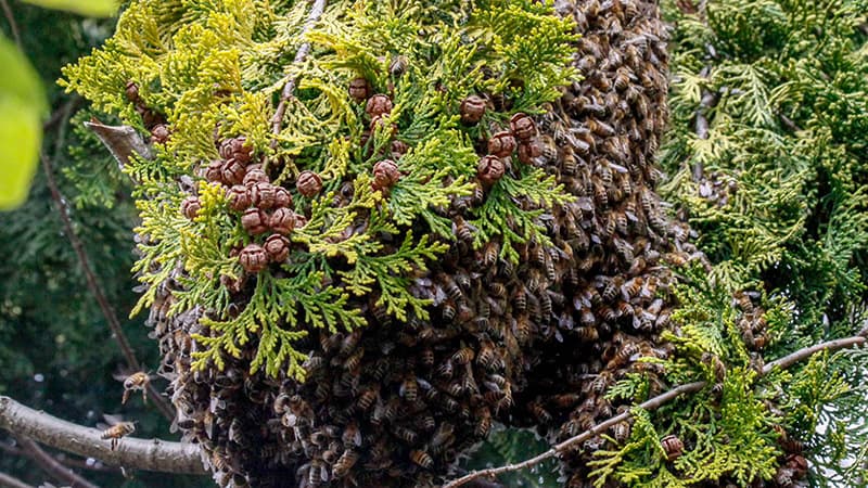 bee swarm | Sutton Coldfield & North Birmingham Beekeepers Association