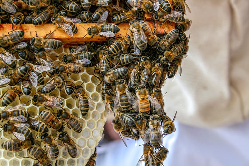 bees in hive | Sutton Coldfield and North Birmingham Beekeepers Association