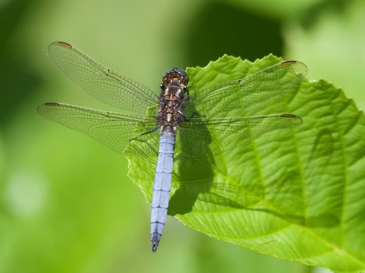 2026 Sutton Park BioBlitz 1 mail 3