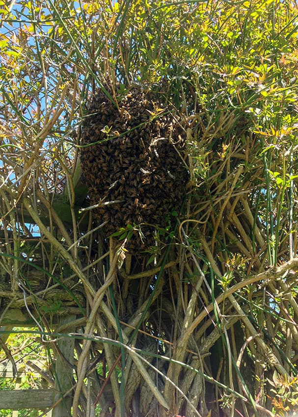 Bee swarm | Sutton Coldfield & North Birmingham Beekeepers Association